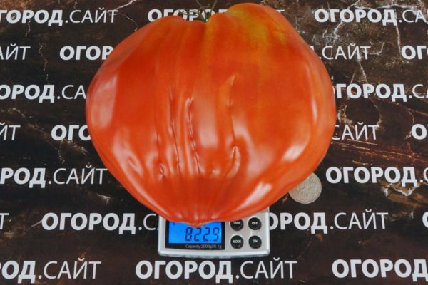 топ-10 форума томат-помидор | ОГОРОД.сайт